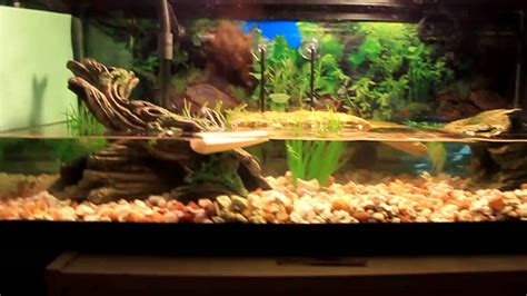 yellow belly slider tank set up|yellow bellied slider turtle baby.